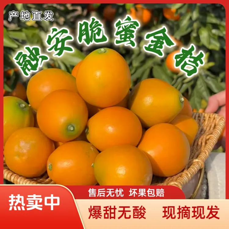 融安金桔[惊喜价]广西融安高次微瑕脆蜜金桔第三代无籽纯甜水果