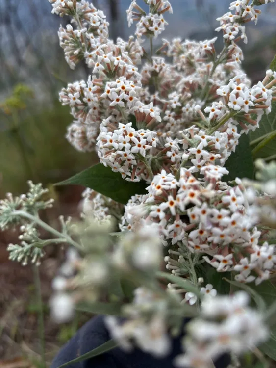 贵州高山密蒙花染饭花五色糯米饭