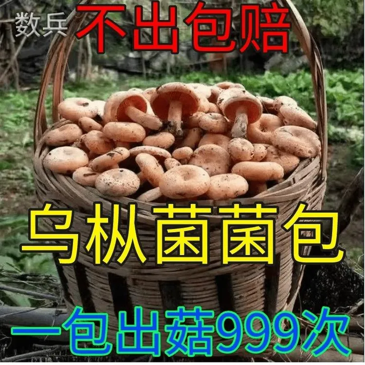 松树菌菌种乌枞菌菌包高产优质菌包菌种家种黄枞菌枞树菌阳台庭院