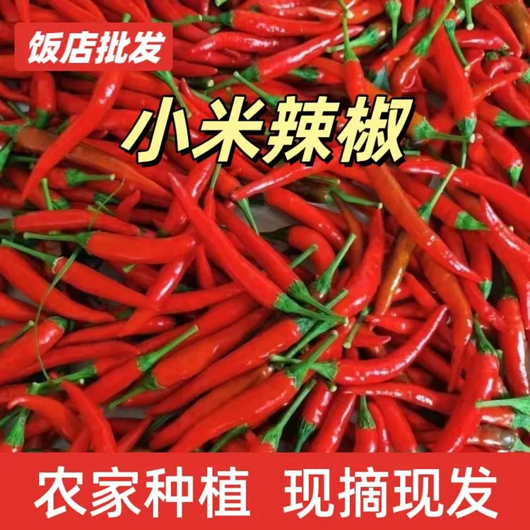 农家新鲜红辣椒小米辣椒鲜椒小辣椒现摘现发餐饮饭店专供