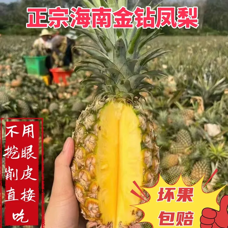 海南金钻凤梨17号自然熟凤梨香甜多汁现摘现发