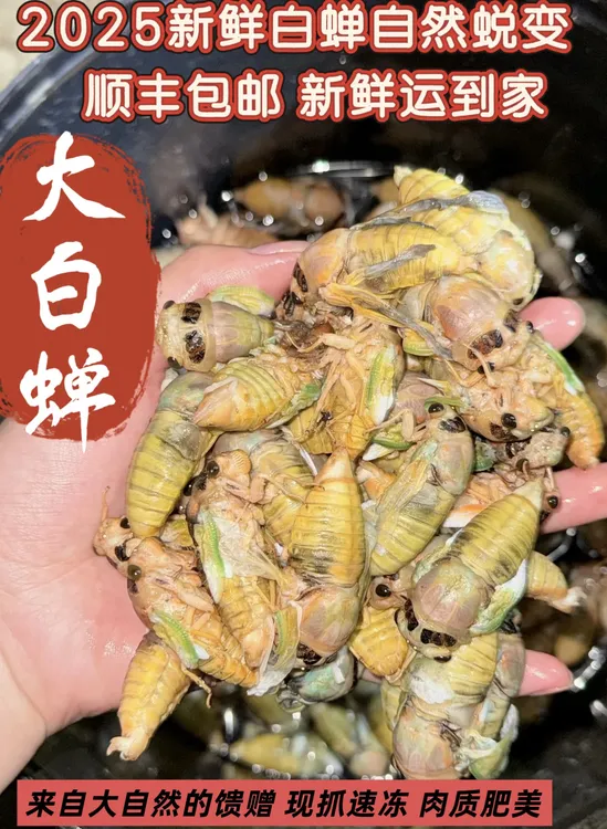 2025年山东新鲜速冻知了猴大白蝉肉质鲜美