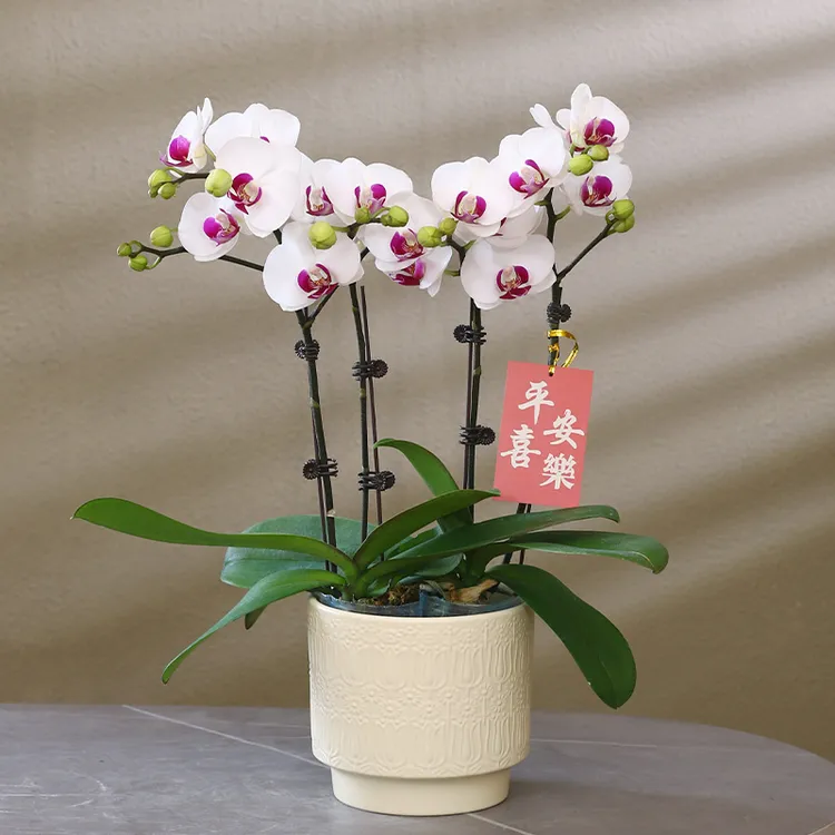 蝴蝶兰【雪域】带花带盆组好伴手礼送礼茶桌婚礼客厅美化装饰