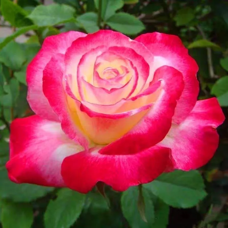 浓香红双喜月季花苗多季开花植物超大花玫瑰花卉四季开花月季盆栽