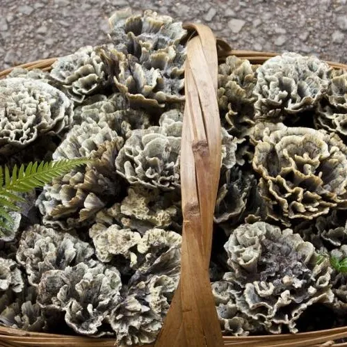 【3个月出土】干巴菌对花菌马牙菌云彩菌干巴革菌绣球菌 人工种植