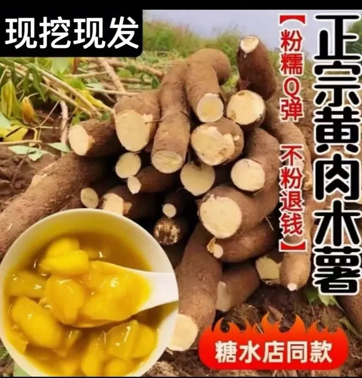 广西糖水现挖华南9号黄心木薯黄心木薯