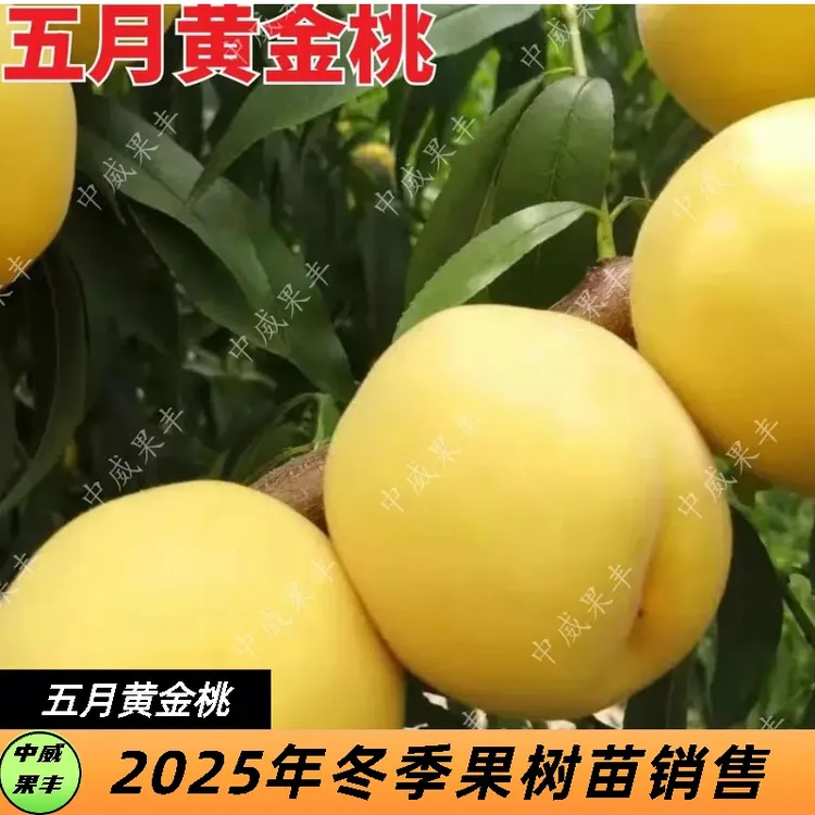五月黄金桃特早熟黄肉毛桃5月20号成熟野生口感浓郁香甜挂树期长