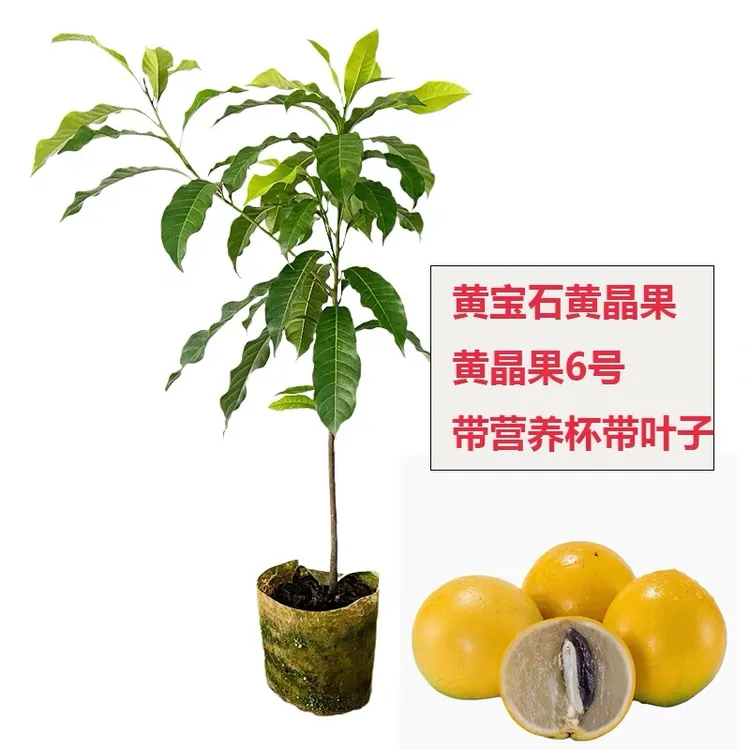 黄晶果苗 黄宝石 冬蜜  四季奶香 6号黄晶果带土带叶