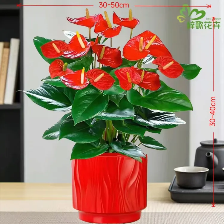 带红色瓷陶瓷盆土培红掌6-10花桌面盆栽带花花苞年宵花净化空气