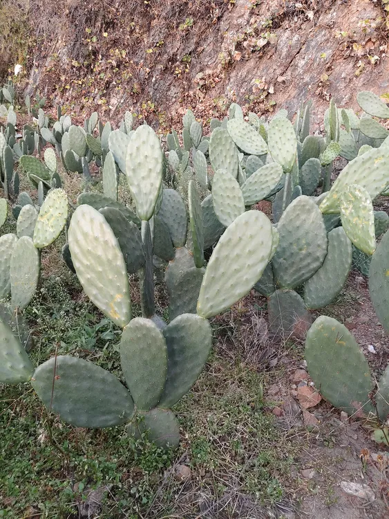 米邦塔食用仙人掌多肉植物室内可嫁接扦插美容外敷绿植盆栽