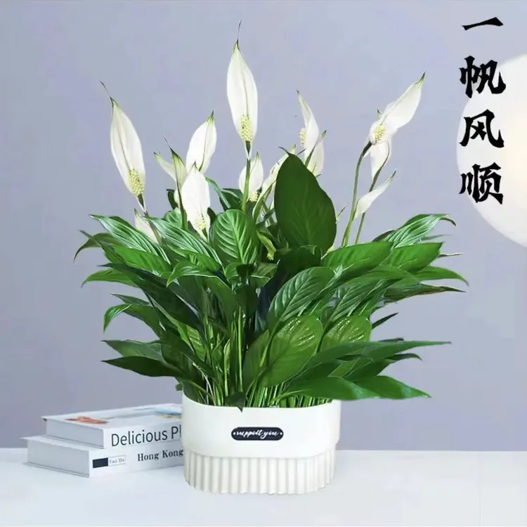 【新疆包邮】白掌水栽培绿植白掌家居净化空气一帆风顺