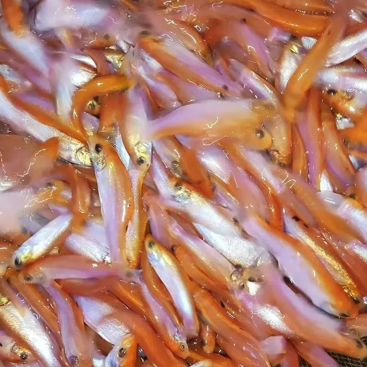 红色丁桂鱼 观赏鱼 丁桂鱼