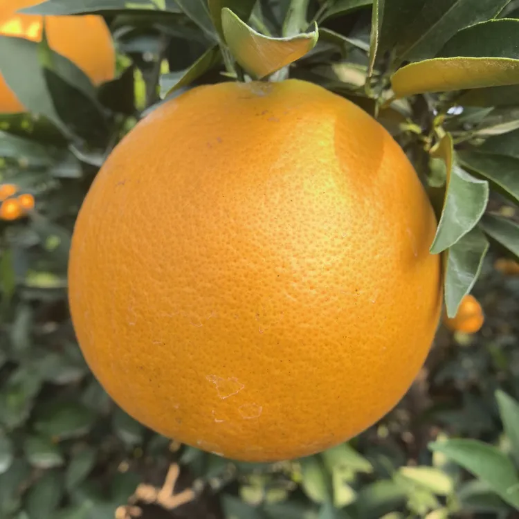 【8斤装】四川金堂脐橙果园直发新鲜现摘水果