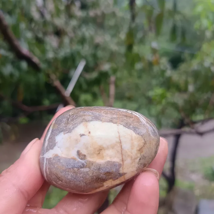 十二生肖头颈仓鼠