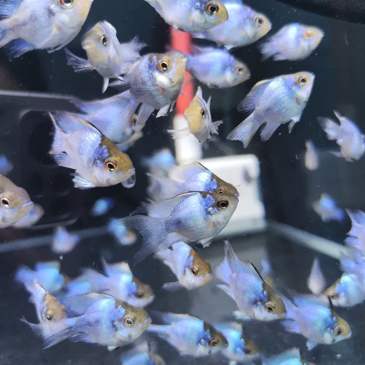 源头精选桃心蓝波子3条短鲷小型热带观赏淡水鱼好养