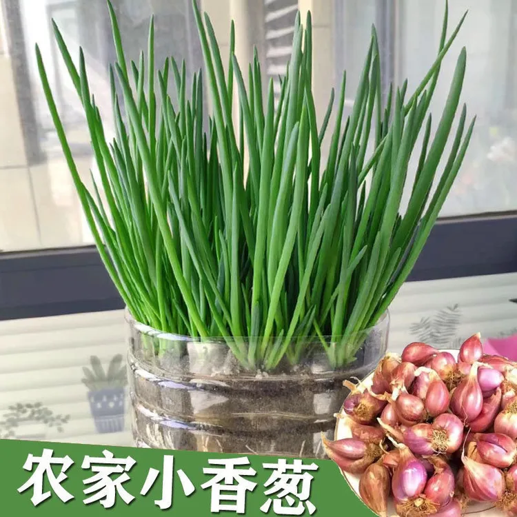 【可种可食】红葱头干葱头火葱正宗新鲜小香葱熬葱油特香可种植包邮