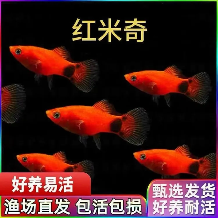米奇小型皮球胎生小鱼 鱼场养殖 玛丽好养耐活新鲜高档 食用 肥鱼