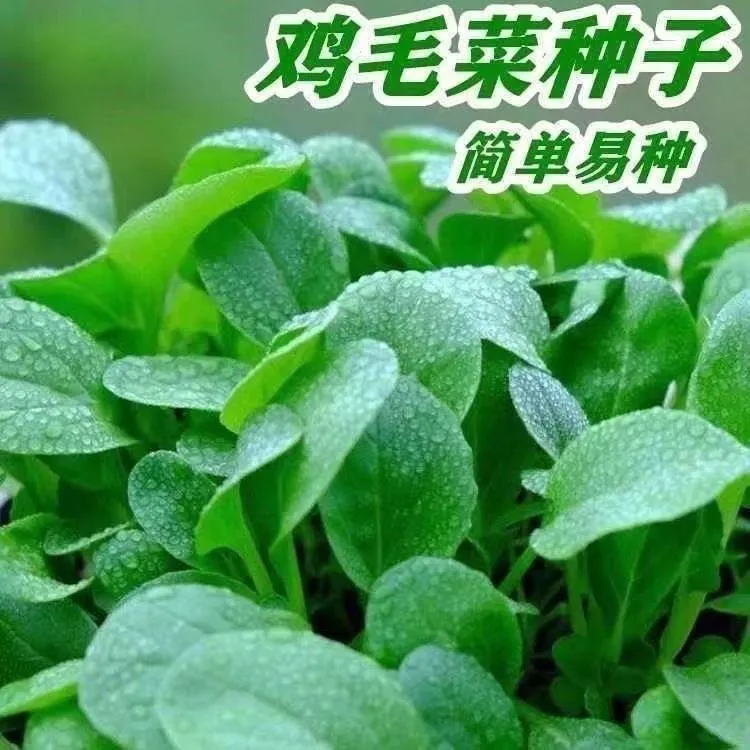鸡毛菜籽种子上海青苏州青菜阳台盆栽小白菜春季四季蔬菜种孑大全
