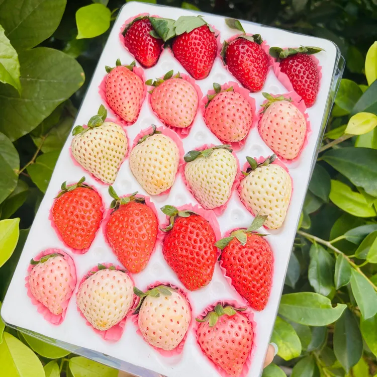 云南五彩草莓拼装一盒四个品种各有风味不同香气浓郁甜度喜人