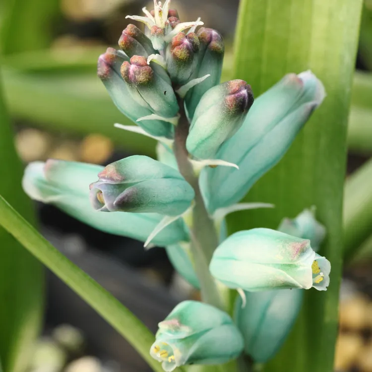 花医生园艺3.0130A Lachenalla viridiflora矮生绿松石立金花1棵