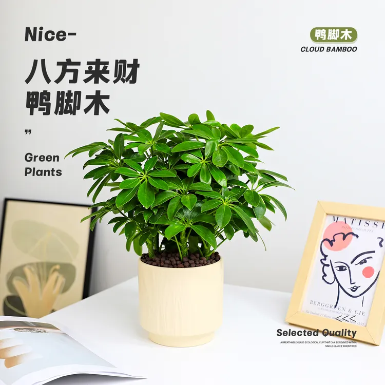 八方来财鸭脚木盆栽植物室内客厅桌面绿植四季常青好养活净化空气