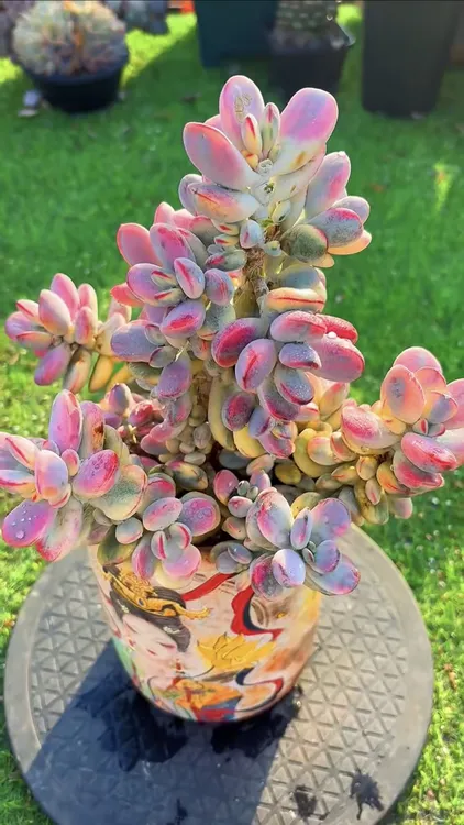 福娘锦大树一物一拍孤品