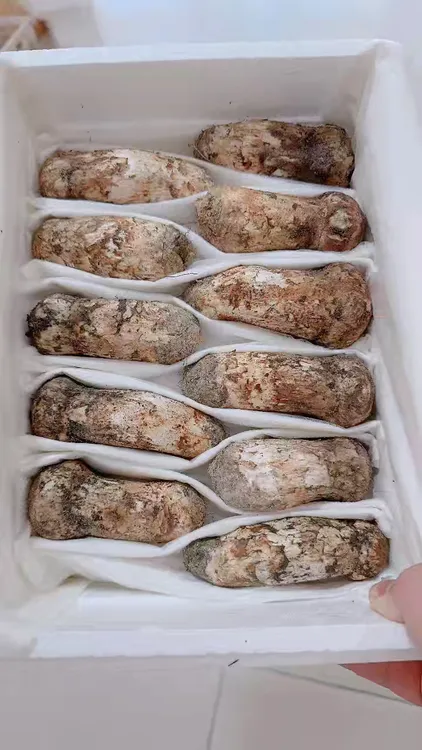 新鲜长白山松茸煲汤刺身佳品松茸新鲜食用菌