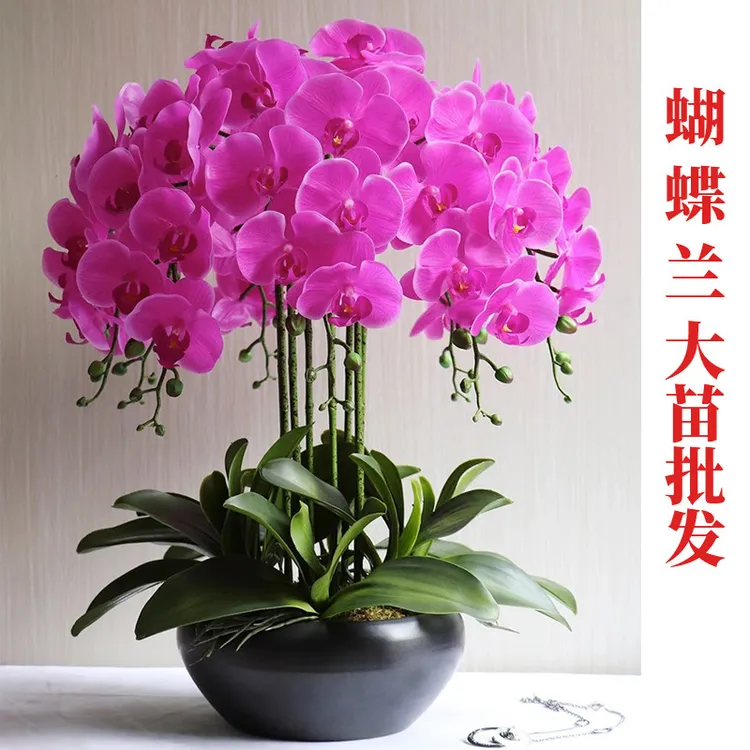 蝴蝶兰花苗大量盆栽蝴蝶兰大苗带花苞室内植物花卉四季好养活