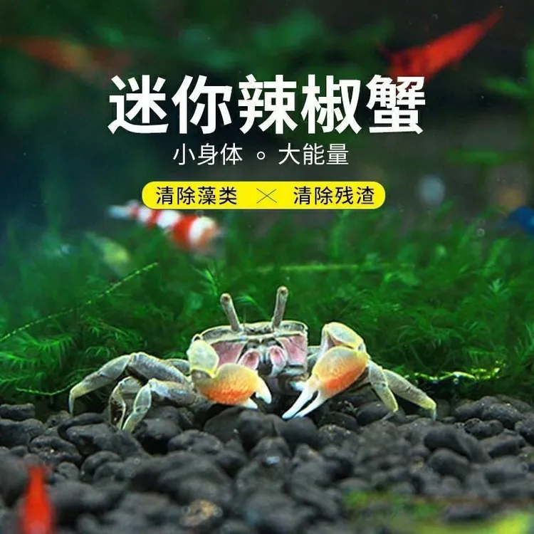 观赏蟹宠物蟹迷你辣椒蟹淡水深水可养豆豆蟹水族用品