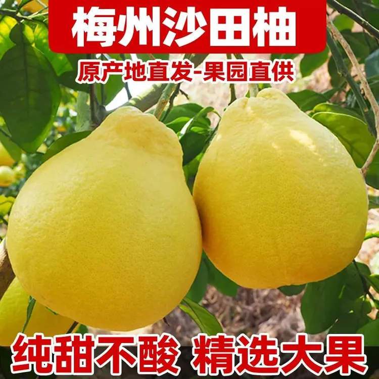 梅州正宗沙田柚纯甜无酸白心柚子大果广东梅州金柚