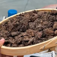 2020年【忙肺.茶头.春.混采】普洱（熟茶）散茶-10月12日【15】