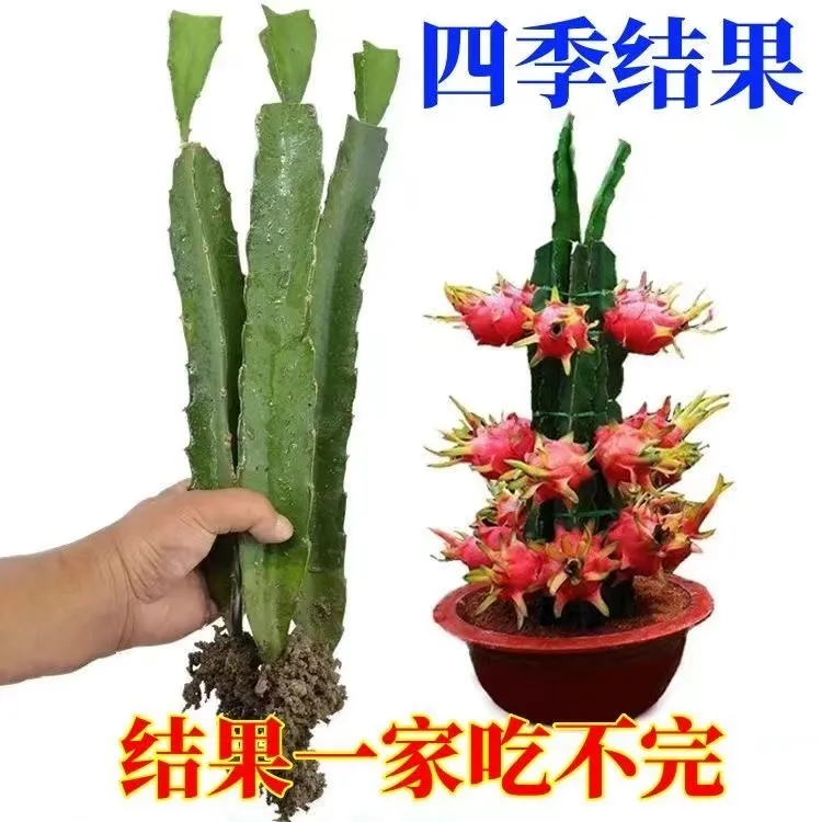 特大火龙果苗盆栽燕窝火龙果树苗红白心火龙果苗四季自家果园种植