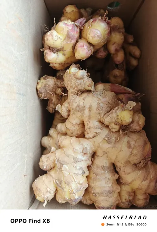 正宗云南小黄姜生姜新鲜现挖山地种植香味浓郁辛辣适中月子姜