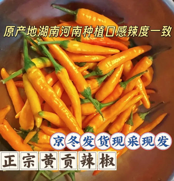京东直发现摘现发香辣黄贡辣椒香辣高辣农家自种炒菜腌制剁椒泡椒
