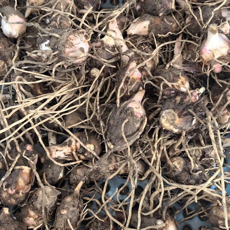 [发顺丰]正宗崇明香酥芋芋艿 带须保鲜发货 现挖鲜发绿色食品认证