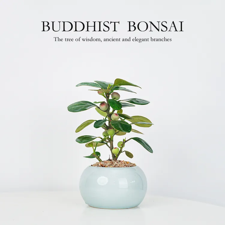 【禅意】小盼菩提绿植桌面小盆景好养易活带果清新精致栽好种好发出