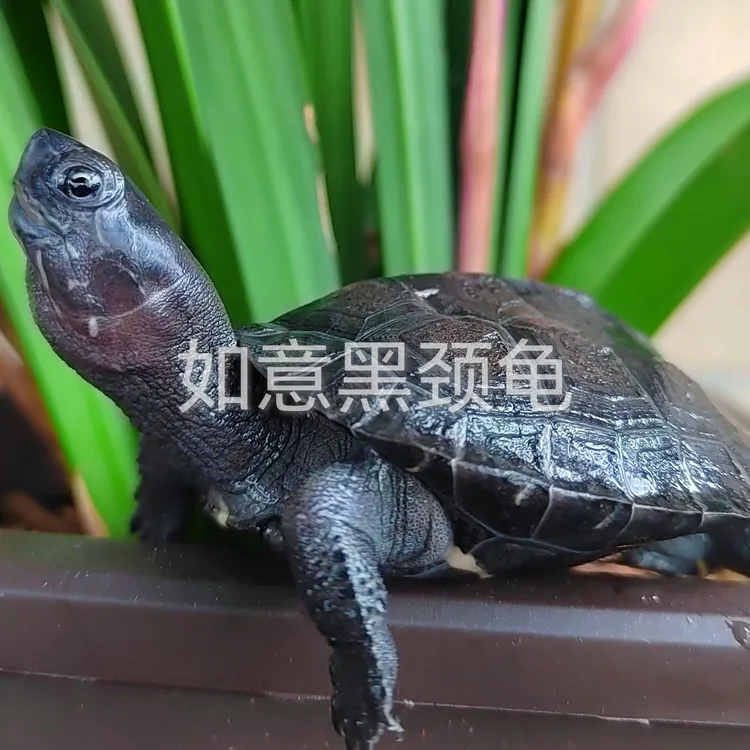 广东 广西纯种黑颈龟