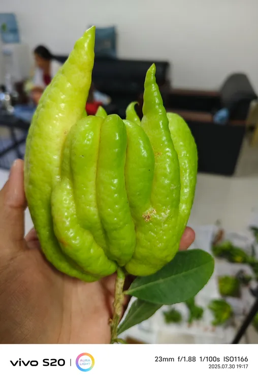 瑕疵果满村都是佛手新鲜切把玩闻香泡茶泡酒净气熬膏食用