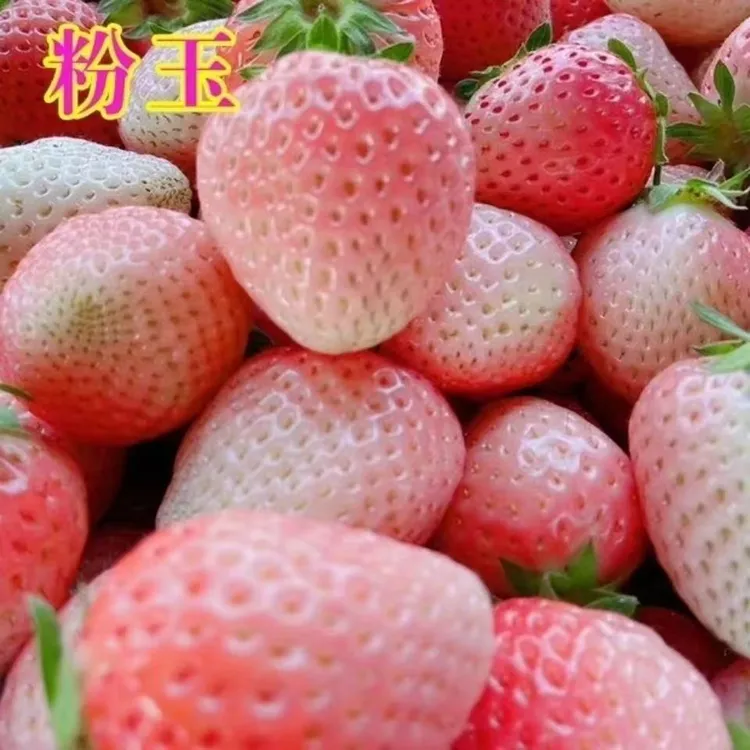0.7加仑粉玉，草莓买可盆栽地栽原盆原土发货