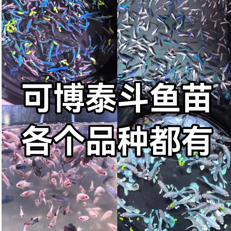 泰国斗鱼苗2.5cm左右 象耳等各品种齐全可混养好养易活热带观赏鱼