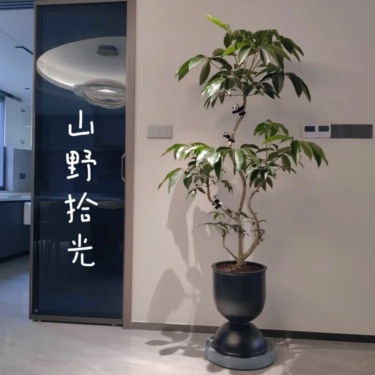 （造型保罗）日本大叶伞老桩绿植室内大型落地式植物客厅办盆栽好养