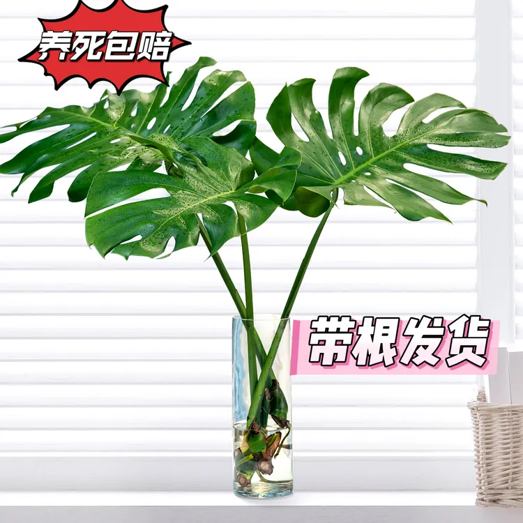 【养死包赔】龟背竹水培植物盆栽北欧风大叶除甲醛办公客厅室内绿植
