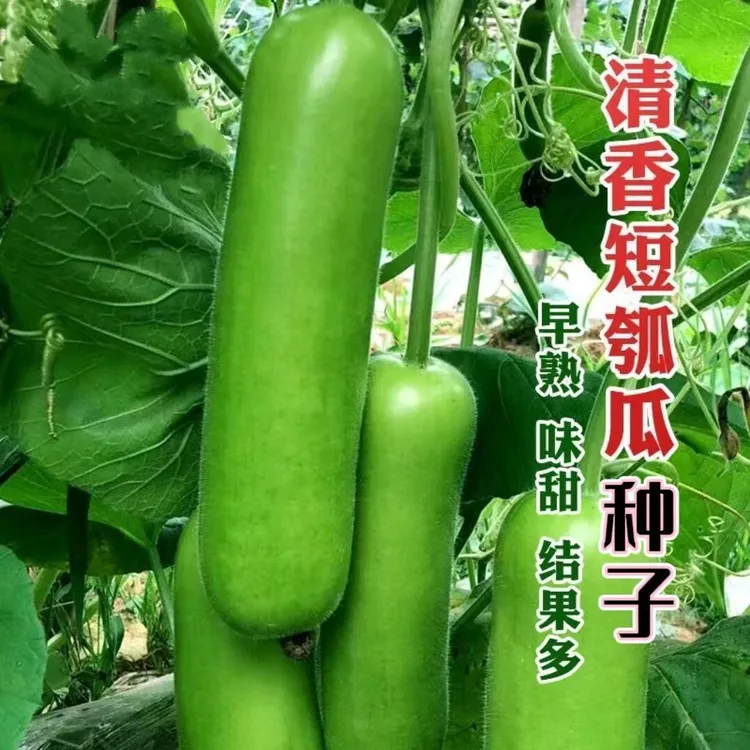 【当季新种】清香短瓠瓜种子农家短蒲瓜种籽甜瓠子瓜菜葫芦短棒蔬菜