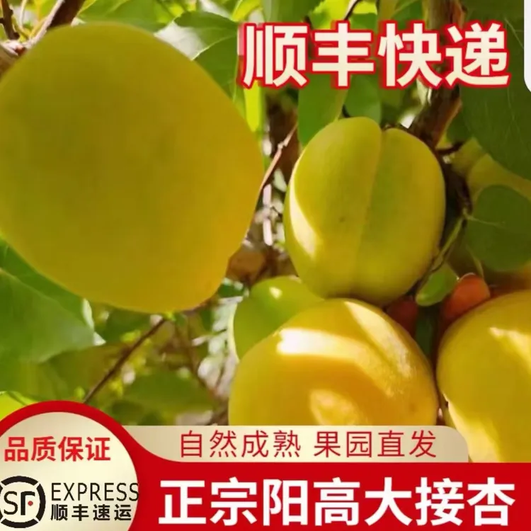 阳高大接杏现摘现发露天种植有小疤痕顺丰快递发货