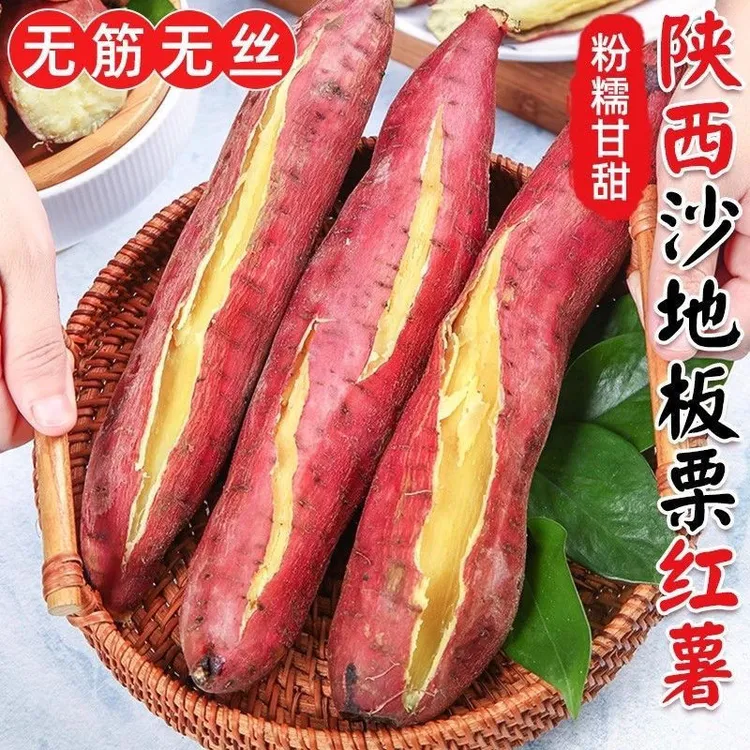 陕西板栗红薯沙地蜜薯2025新鲜地瓜正宗农家自种粉糯香新鲜现货55