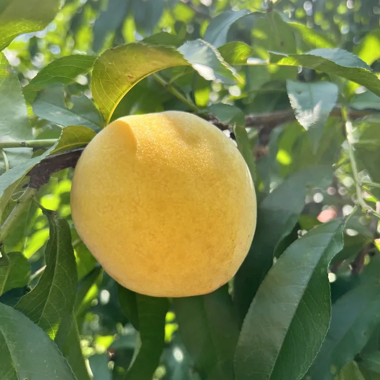 【顺丰包邮】炎陵黄桃脆甜好恰农家自种露天现摘