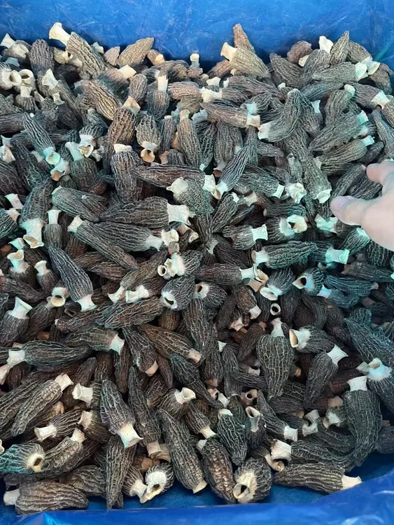 （小阿姨专属）四川羊肚菌（5至8)新货