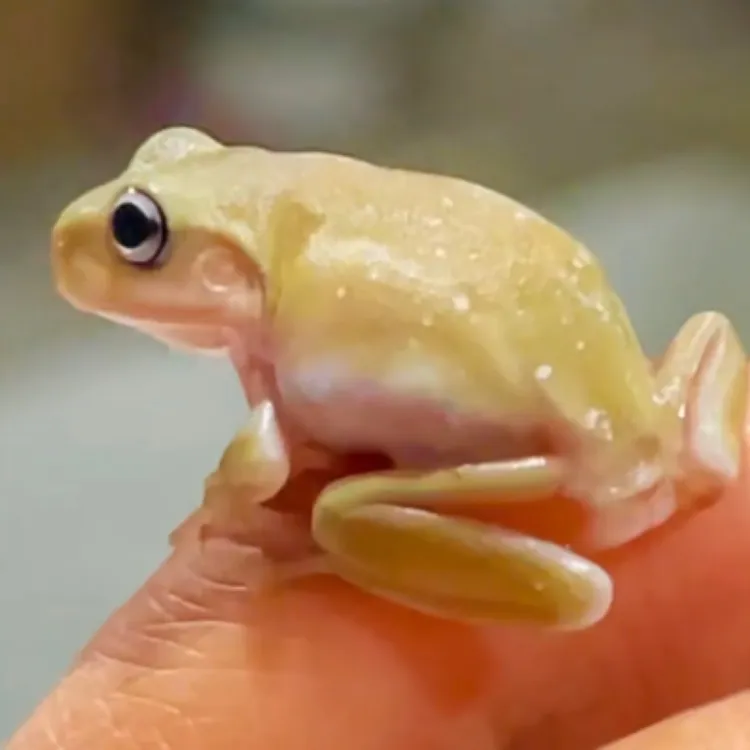 火遍全网的小黄鸡 澳血青柠黄皮树蛙姥爷 桌面小宠