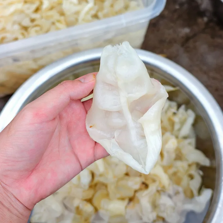 【乡村大弟】甲肚胶鸭包胶开片佐罗胶蜘蛛片深海鱼胶花胶鳘鱼