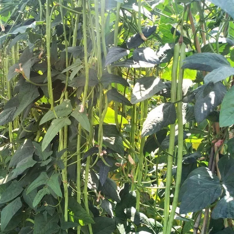 【腌酸豆角专用嫩豆角】新鲜应季时令蔬菜长豆角农家自种豇豆豆橛子